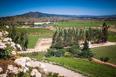 Visita guiada al Valle de Casablanca y viñedos Matetic con cata de vinos